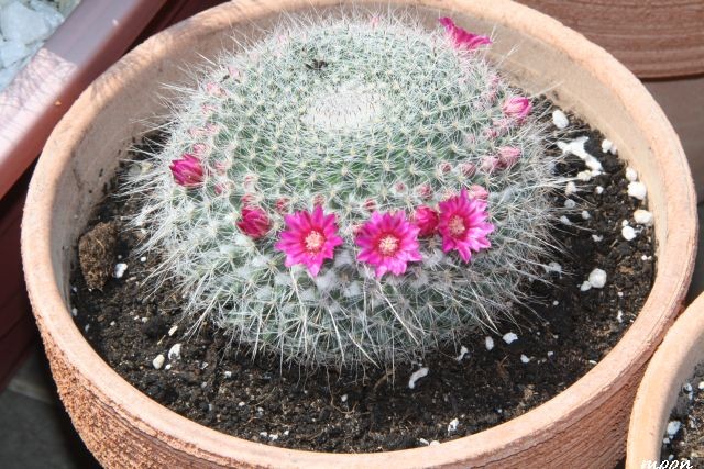 Mammillaria hahniana